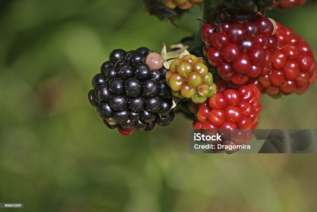 blackberry - Foto stock royalty-free di Raccogliere frutta