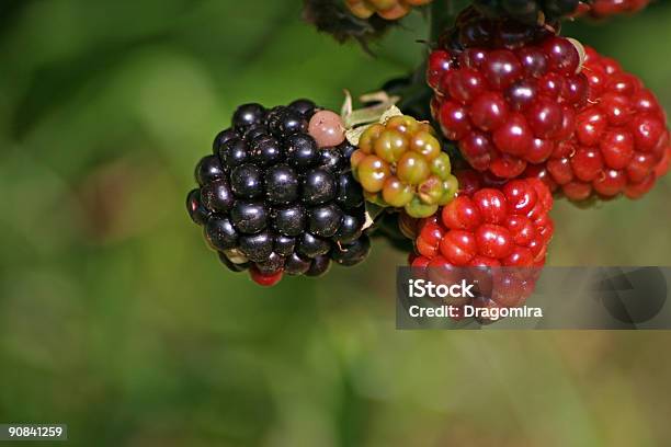 Blackberry - Fotografie stock e altre immagini di Raccogliere frutta - Raccogliere frutta, Acerbo, Alimentazione sana