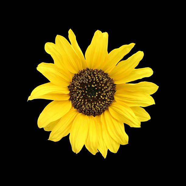 girasole - foto stock