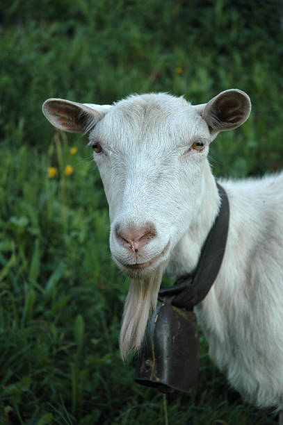 istock White Goat Switzerland Swiss Suisse 90841445