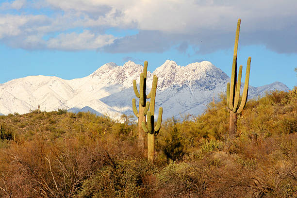 istock Mountains, Desert, Saguaro and Snow 90841477