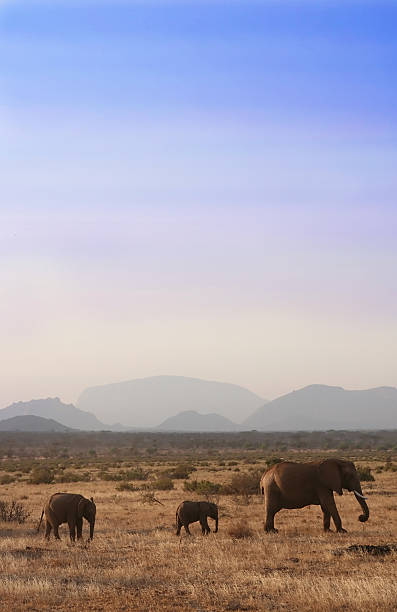 African Elephant Family stock photo