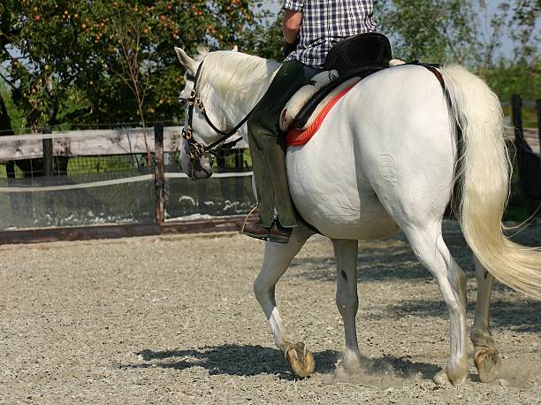 horseriding - mammalgrey foto e immagini stock