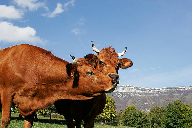 Les vaches - Photo