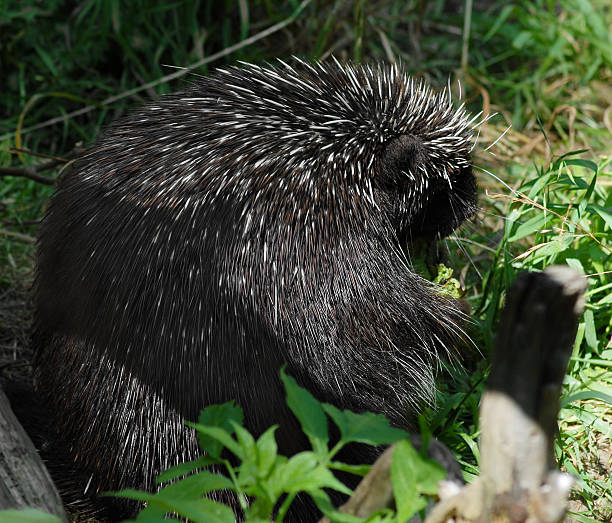 Porcupine Eating  bristle animal part photos stock pictures, royalty-free photos & images