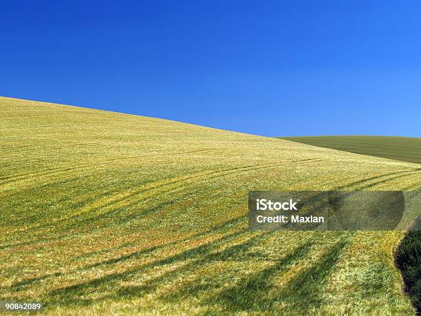 Trigo Breeze Foto de stock y más banco de imágenes de Campo - Tierra cultivada - Campo - Tierra cultivada, Efecto texturado, Aire libre