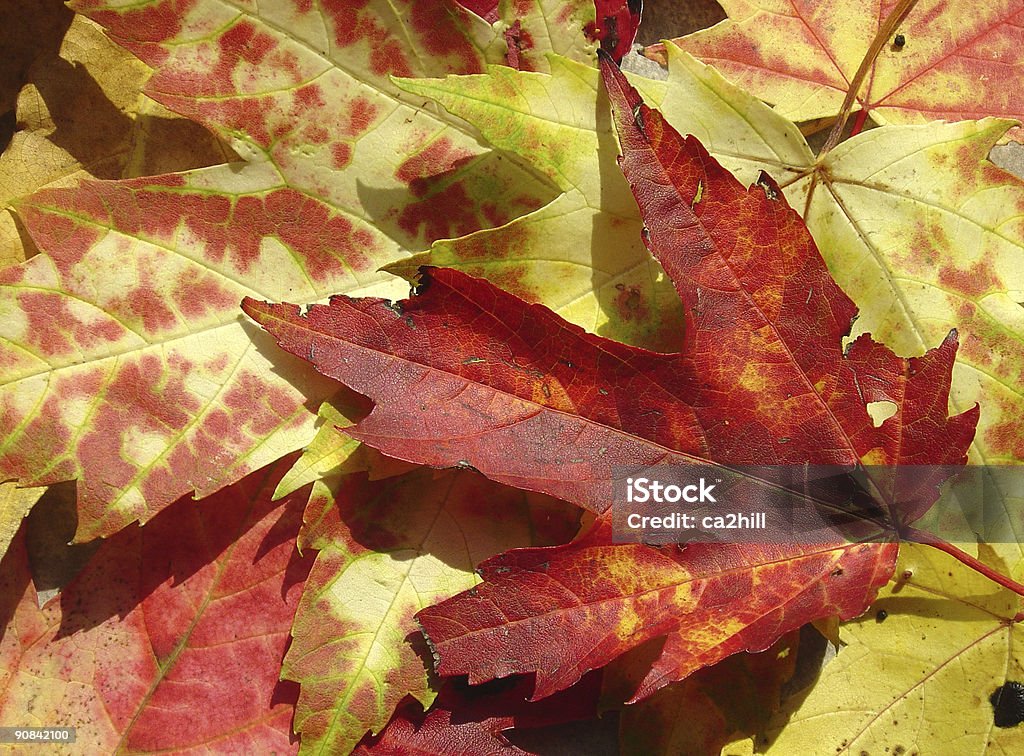 화재 레드 단풍 잎 - 로열티 프리 0명 스톡 사진
