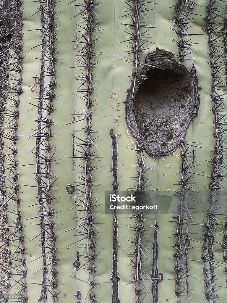 Saguaro Sainte - Photo de Aiguille - Partie d'une plante libre de droits