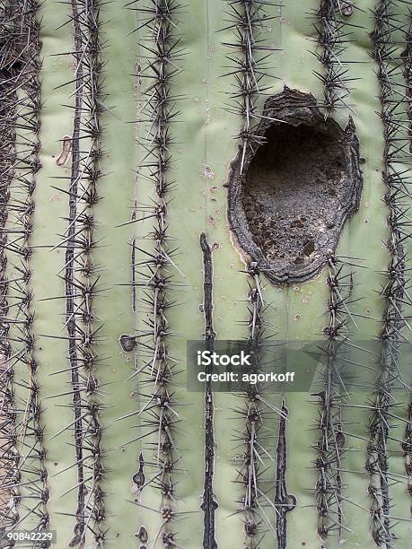 Photo libre de droit de Saguaro Sainte banque d'images et plus d'images libres de droit de Aiguille - Partie d'une plante - Aiguille - Partie d'une plante, Arizona, Cactus