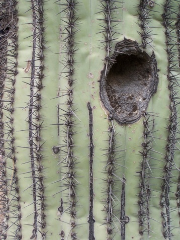 This hole in the mighty saguaro provides a shelter for desert birds