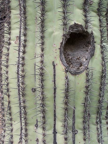 sagrada de carnegia gigantea - sahuaro imagens e fotografias de stock