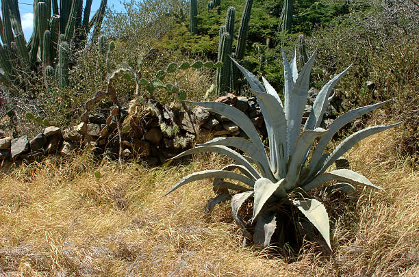 Giant Aloe Plant stock photo