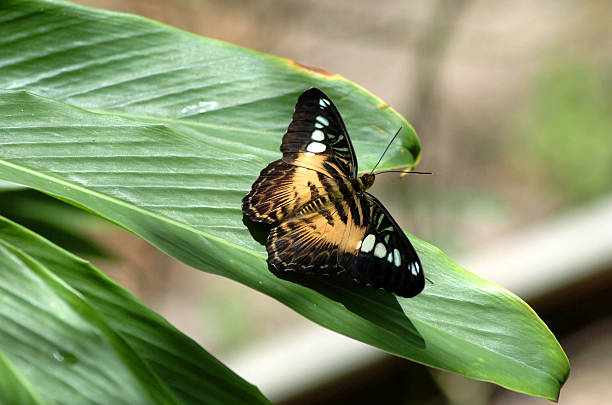 Tropical Butterfly 2 stock photo