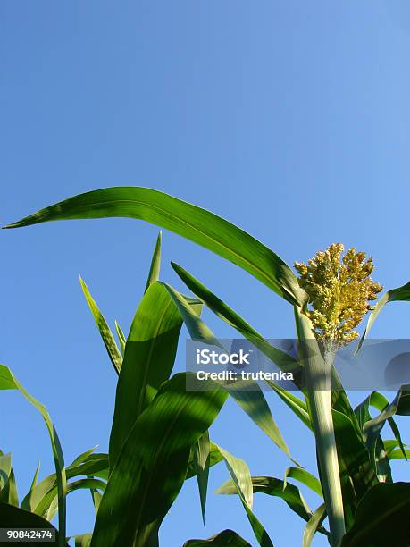 Kukurydza - zdjęcia stockowe i więcej obrazów Alkohol - napój - Alkohol - napój, Bez ludzi, Biodiesel