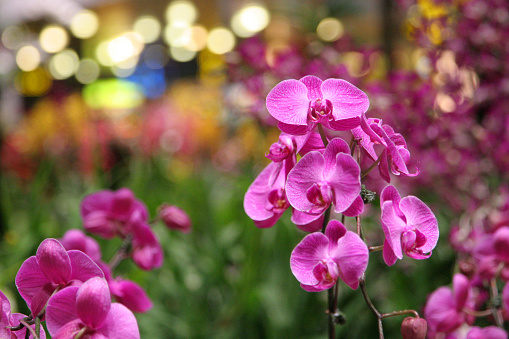 Pink Orchids in Singapore