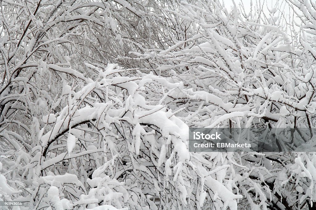 NEVE COPERTO rami - Foto stock royalty-free di Albero