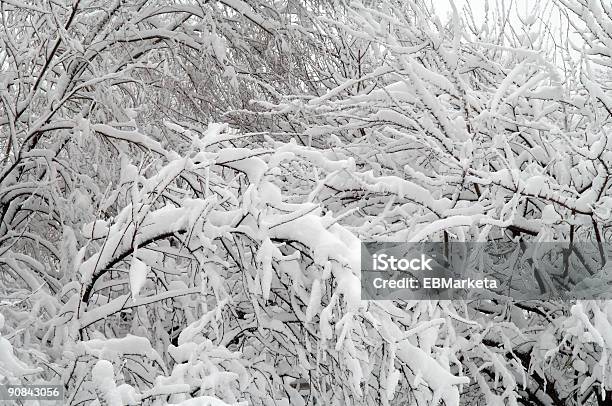Neve Coperto Rami - Fotografie stock e altre immagini di Albero - Albero, Ambientazione esterna, Bianco