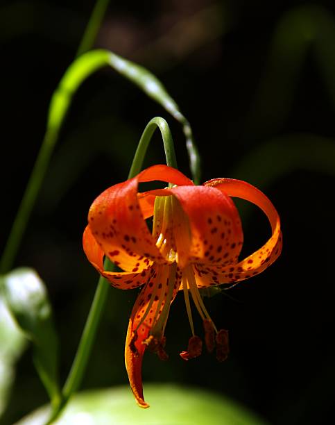 Tiger lily Nahaufnahme – Foto