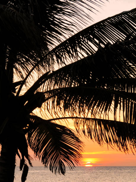 istock Palm fronds frame gorgeous Caribbean sunset 908433464