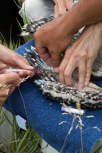 istock Taking Blood from Juvenile Osprey During Banding Day 90843495