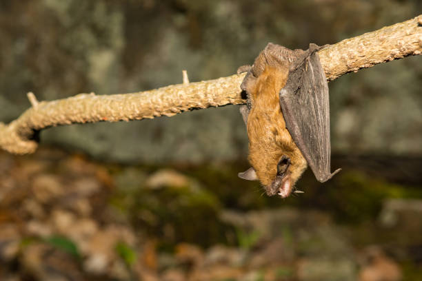 Big Brown Bat A Big Brown Bat hanging from a vine outside of a cave. bat animal stock pictures, royalty-free photos & images