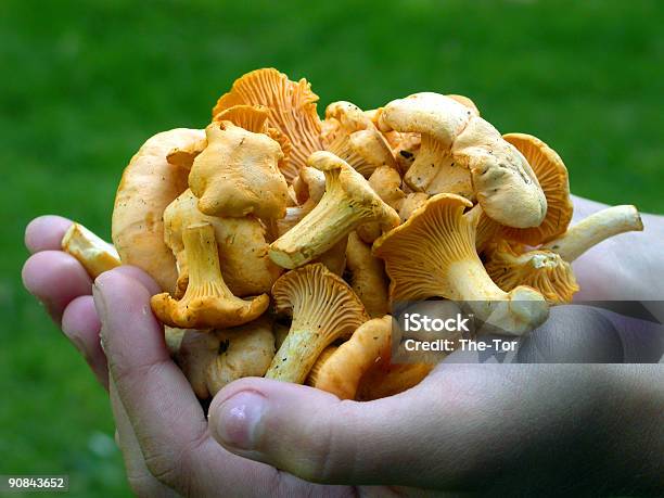 Tenendo Chanterelles - Fotografie stock e altre immagini di Autunno - Autunno, Cantharellus formosus, Cibi e bevande