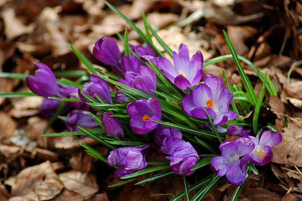 Bunch of purple crocus flowers in Forest stock photo