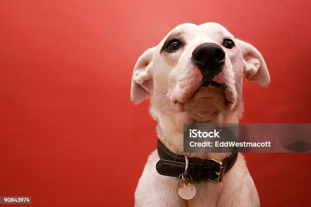 Photo libre de droit de Obedient Chien banque d'images et plus d'images libres de droit de Amitié - Amitié, Animaux de compagnie, Attendre