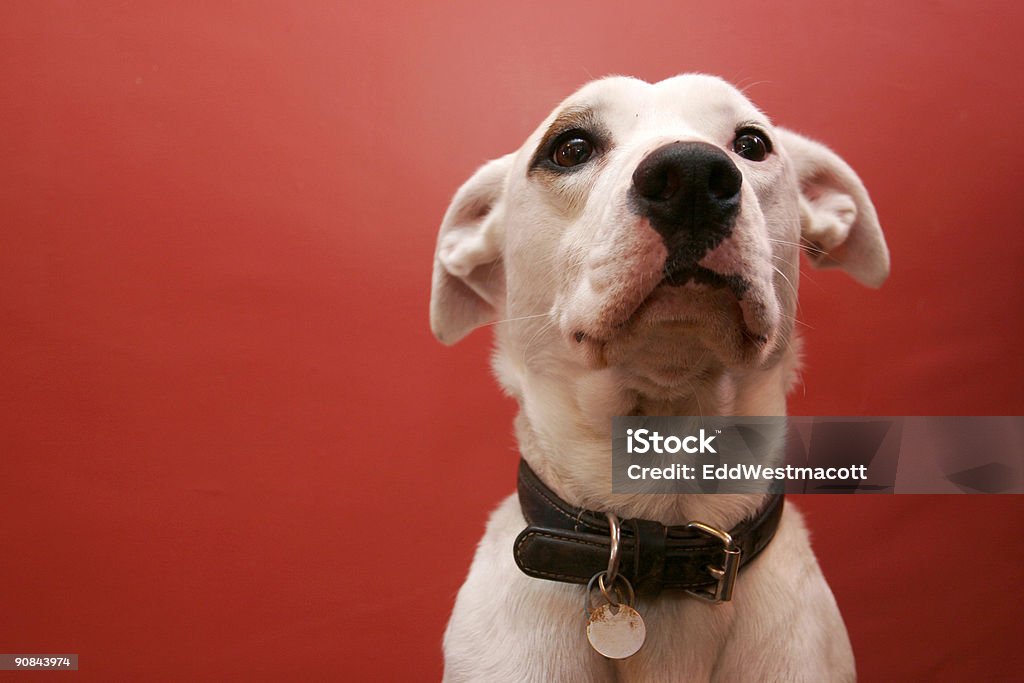 Obedient Cachorro - Foto de stock de Amizade royalty-free