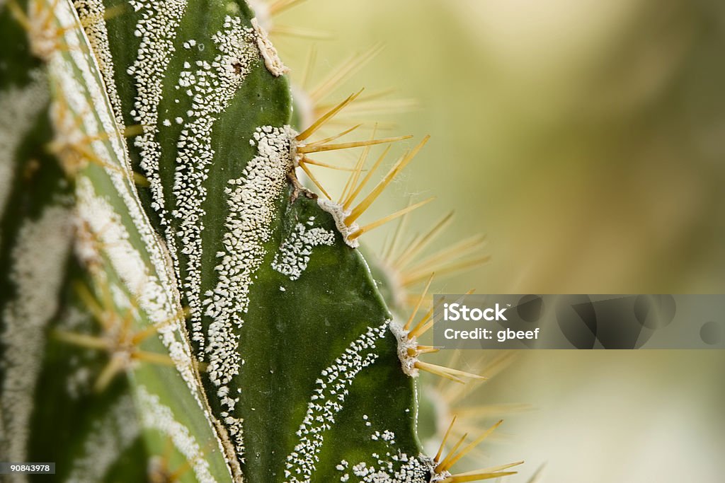 macro of a cactus  Backgrounds Stock Photo