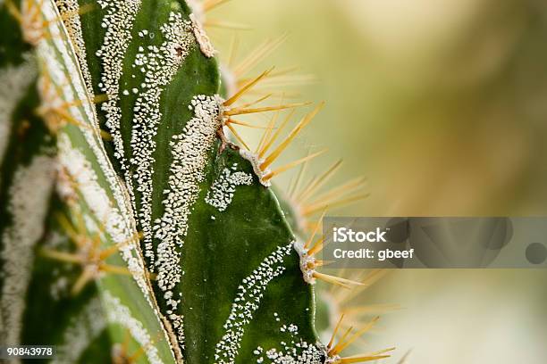 Macro Of A Cactus Stock Photo - Download Image Now - Backgrounds, Botany, Branch - Plant Part