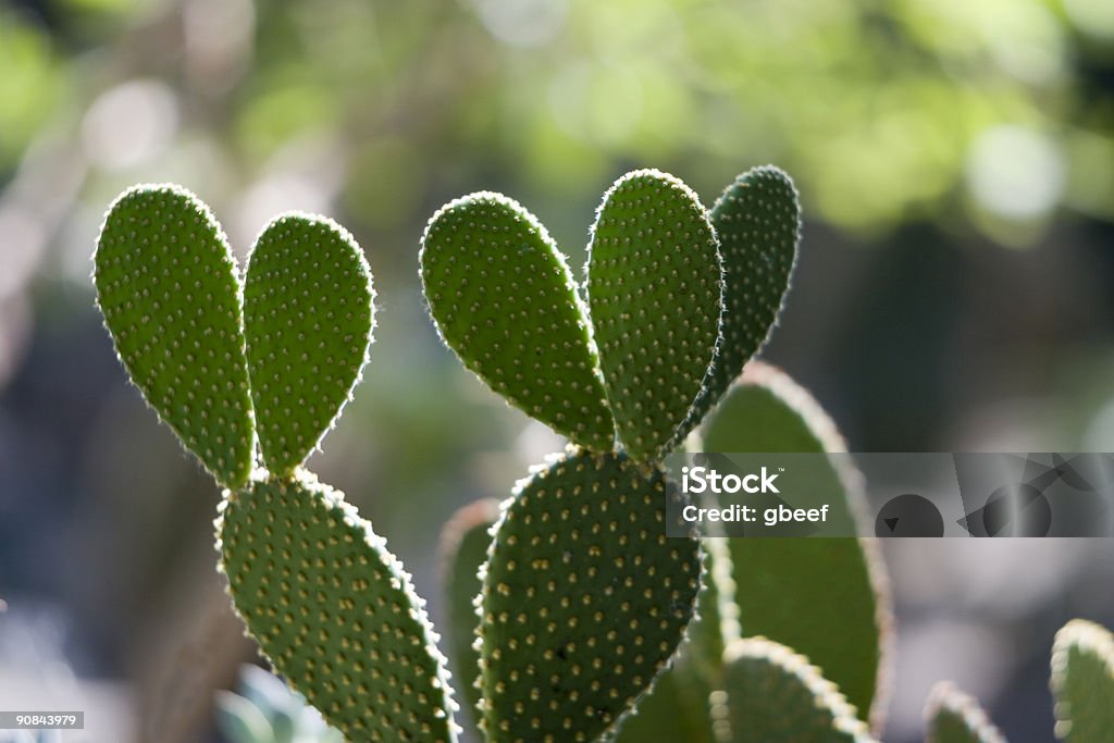cactus head cactus head in the light Backgrounds Stock Photo