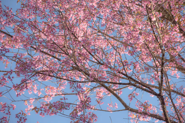istock Sakura season, Cherry Blossom [Soft focus, Background] 908440308