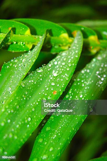 Chuva Sobre As Folhas De Bambu - Fotografias de stock e mais imagens de Bambu - Família da relva - Bambu - Família da relva, Caule de planta, Chuva