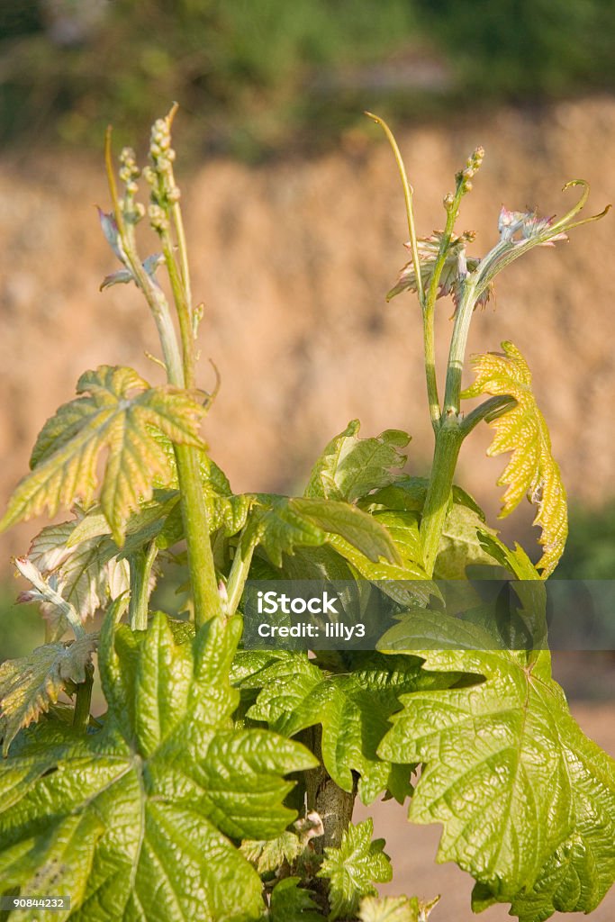 Primo piano di un grapevine - Foto stock royalty-free di Agricoltura