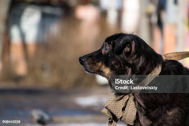 Alte Kranke Schwarzer Hund Mit Schmerzenden Augen Und Kahlen Stellen Auf Der Wolle Stockfoto und mehr Bilder von Hautpilz