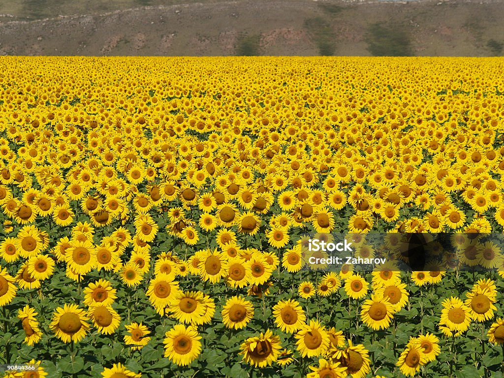 Pole blissful sunflowers#1 - Zbiór zdjęć royalty-free (Bez ludzi)