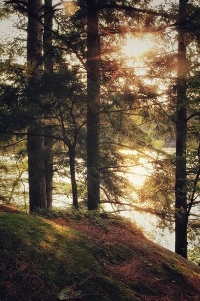 istock Adirondack Island, Crane Pond, Forest, Mossy Pine Trees, NY 908443984