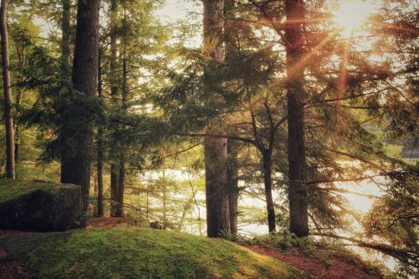 istock Adirondack Island Lake Forest, Mossy Covered Rock, Pine Trees, NY 908444030