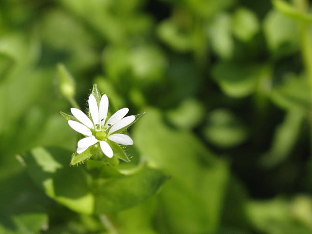 Little flower stock photo