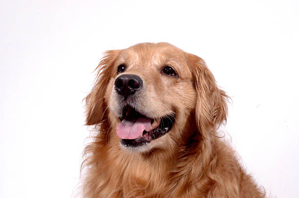 istock Golden Retriever on white - 2 90844611