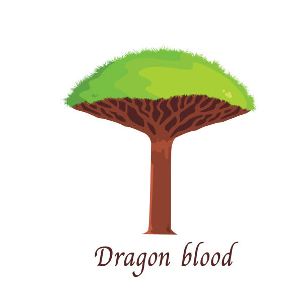 illustrazioni stock, clip art, cartoni animati e icone di tendenza di dragon blood tree - colletto alzato