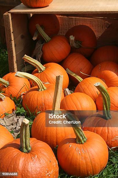 Pumpkins Stock Photo - Download Image Now - Autumn, Pumpkin, Season