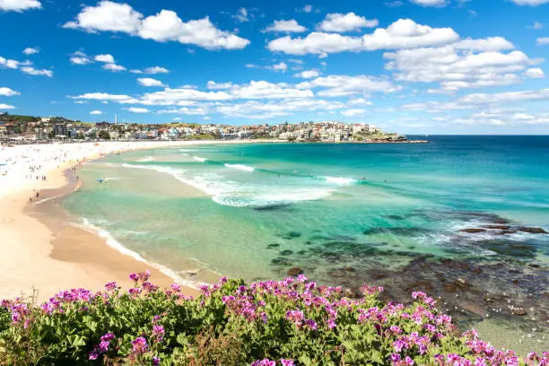 Flowers of Bondi Beach, Sydney Australia