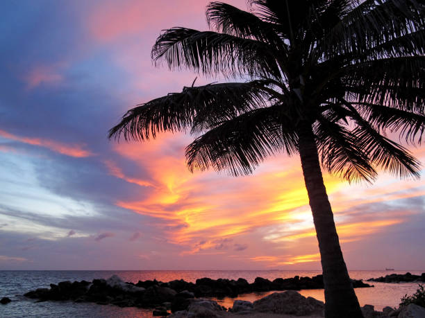 Palm fronds frame gorgeous Caribbean sunset. A fuel tanker floats by in the distance.