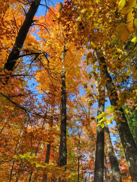 istock Low Angle, Orange, Yellow Fall Leaves on Trees, Adirondacks, NY 908447788