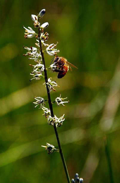 Bee clutching pequeña flor flores silvestres - foto de stock