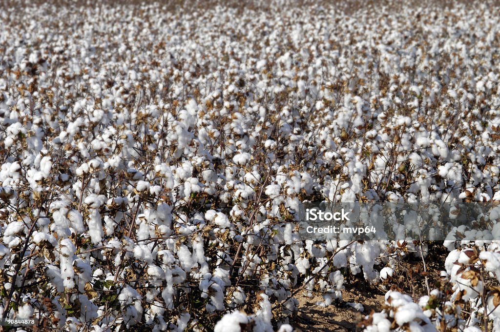 El cultivo de algodón en el fondo del campo - Foto de stock de Agricultura libre de derechos