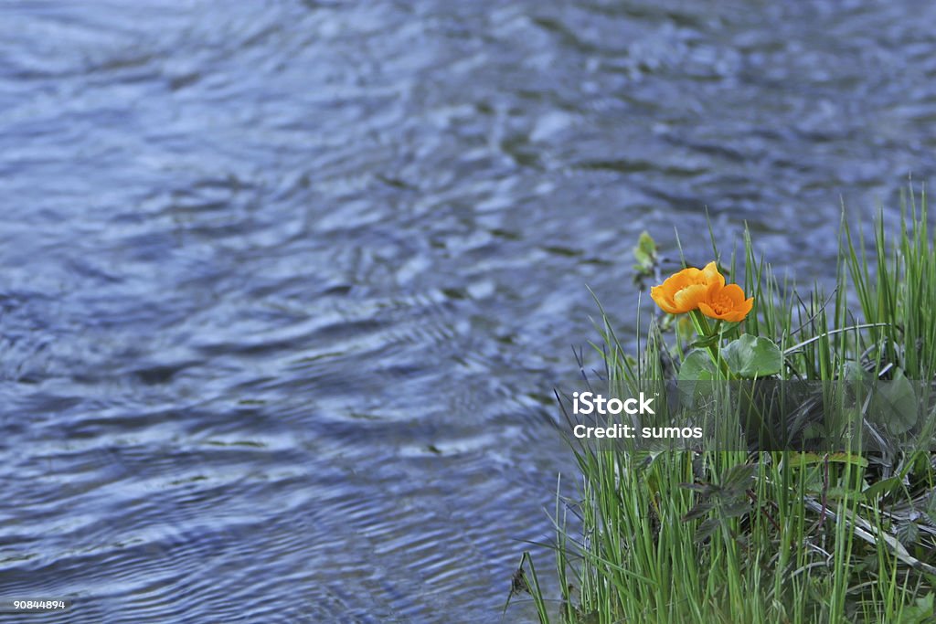 Оранжевый цветок воды - Стоковые фото Без людей роялти-фри