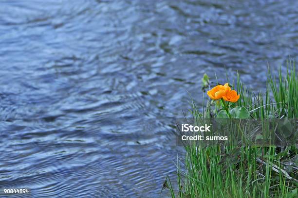 Оранжевый Цветок Воды — стоковые фотографии и другие картинки Без людей - Без людей, Берег реки, Бирюзовый